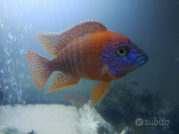 Ciclide Aulonocara Rubin red