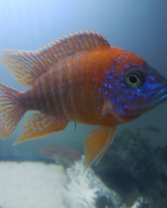 Ciclide Aulonocara Rubin red
