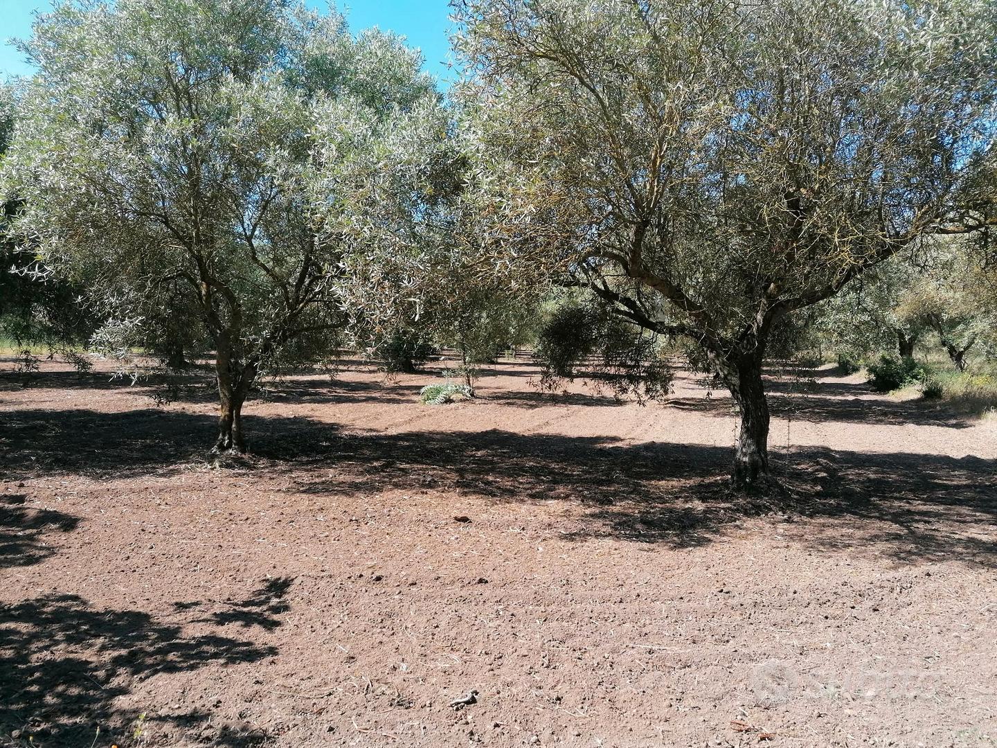 terreno agricolo loc. Perda Mois - Vista 2