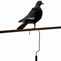 Ganci per stampi da caccia al colombaccio