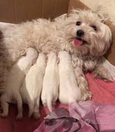 Adorabili Maltipoo cuccioli