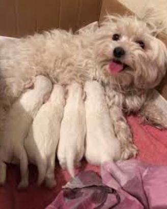 Adorabili Maltipoo cuccioli