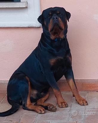 Rottweiler per monta