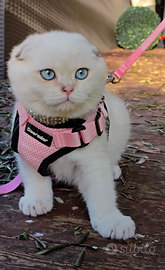 Cucciolo Scottish Fold