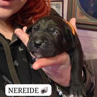 Cane corso