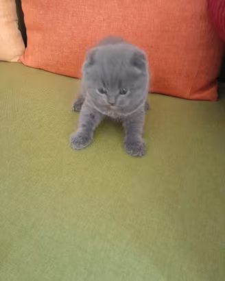 Cuccioli di gattini scottish straight e fold