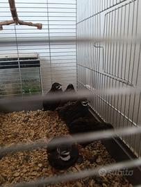Quaglie cinesi