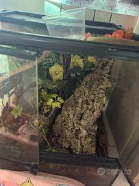 terrario exoterra