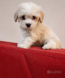 Maltipoo