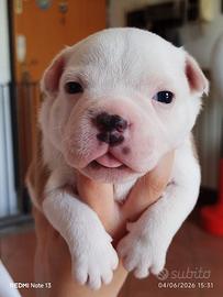 Staffordshire bull terrier