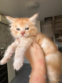 Cucciole Maine coon