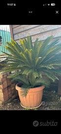 Cycas