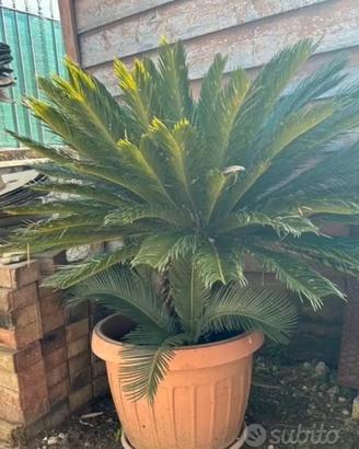 Cycas