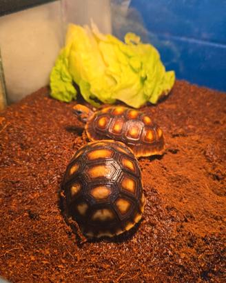 Tartarughe Carbonarie
