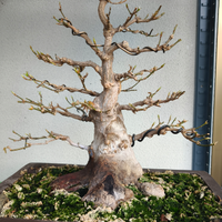 Prebonsai acero tridente