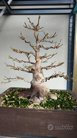 Prebonsai acero tridente