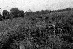 Terreni a Travacò Siccomario (PV).