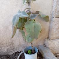 pianta orecchio di elefante 