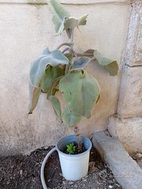 pianta orecchio di elefante 