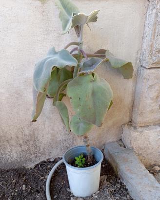 pianta orecchio di elefante 