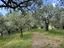 Immagine 9