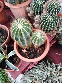 Piante grasse varie