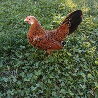 Galline bantam millefiori