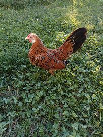 Galline bantam millefiori