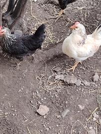 Galline