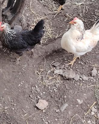 Galline