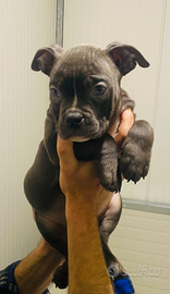 Cuccioli american bully