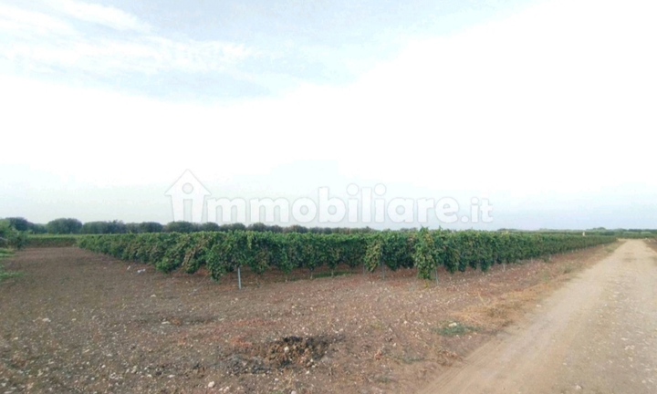 Terreno agricolo Pulsano, agro di Taranto