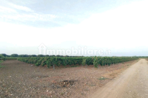 Terreno agricolo Pulsano, agro di Taranto