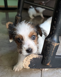 Cuccioli di Jack Russell