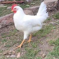 Galline ovaiole livornesi bianche