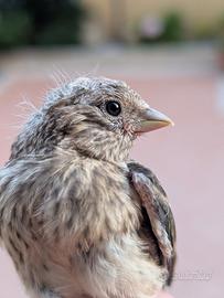 Ibrido di cardellino canarina