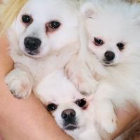 Volpini spiz Pomerania