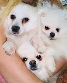 Volpini spiz Pomerania