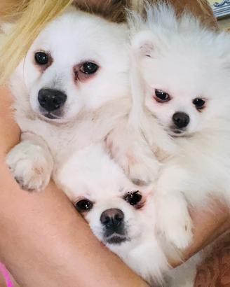 Volpini spiz Pomerania