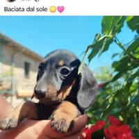 Bassotti a pelo corto