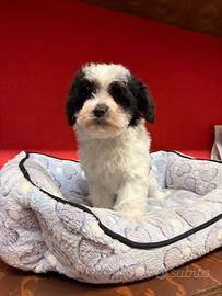 Maltipoo disponibili