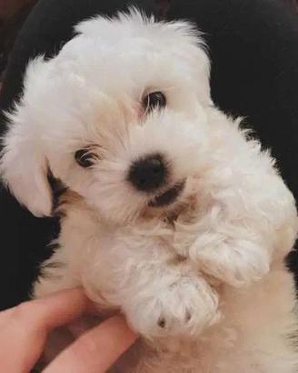 Cuccioli di maltese