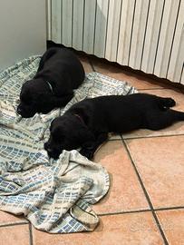 Cuccioli Labrador