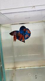 Betta HMPK