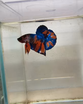 Betta HMPK