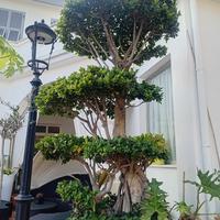 bonsai