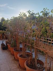 5 piante di fucus