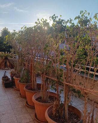 5 piante di fucus
