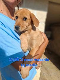 cuccioli in adozione 