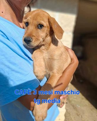 cuccioli in adozione 
